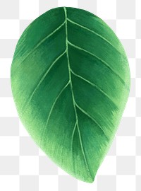 Green leaf png sticker, botanical illustration, transparent background