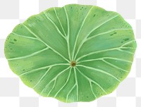 Lotus leaf png sticker, botanical illustration, transparent background