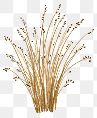 Rushes grass png sticker, botanical illustration, transparent background