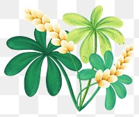 Tropical flower png sticker, botanical illustration, transparent background