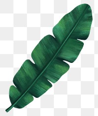 Banana leaf png sticker, botanical illustration, transparent background