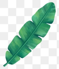 Banana leaf png sticker, botanical illustration, transparent background