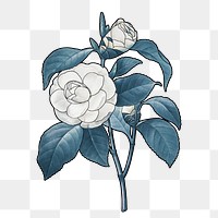 White camellia png flower sticker, transparent background, remixed by rawpixel