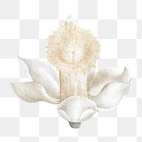 White daffodil png flower sticker, transparent background, remixed by rawpixel