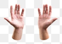 Two hands png sticker, transparent background