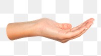 Cupped hand png sticker, transparent background