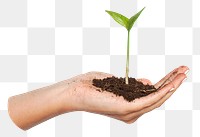 Growing plant png sticker, in cupped hand, transparent background