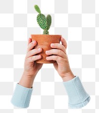 Cactus plant png sticker, transparent background 