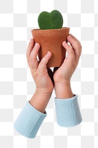 Holding plant png sticker, transparent background