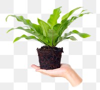 Bird's nest fern png sticker, transparent background 