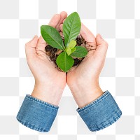 Holding plant png sticker, transparent background