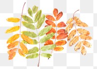 Autumn leaves png sticker, transparent background