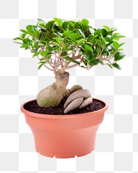 Bonsai plant png sticker, transparent background 