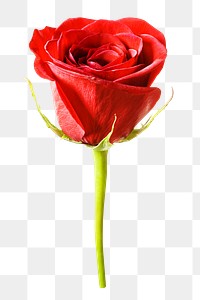 Red rose png sticker, transparent background