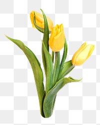 Yellow tulips png sticker, transparent background 