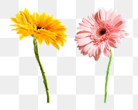 Colorful gerbera flowers png sticker, transparent background