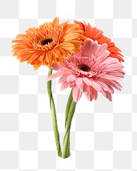 Transvaal daisy png sticker, transparent background