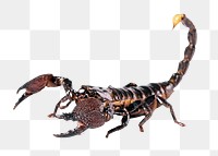 Scorpion animal png sticker, transparent background