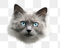 Ragdoll cat png sticker, transparent background 