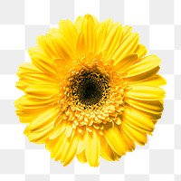 Yellow daisy png sticker, transparent background