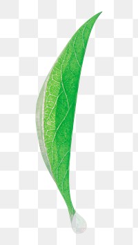 Green leaf png sticker, transparent background