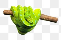 Green snake png sticker, transparent background