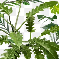 Xanadu philodendron png sticker, transparent background 