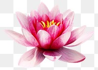 Lotus flower png sticker, transparent background 