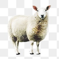 Png sheep farm animal sticker, transparent background 