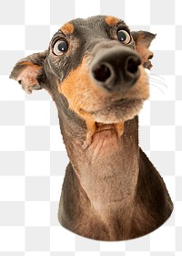 Doberman dog png sticker, transparent background