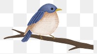 Little bird png sticker, animal illustration, transparent background