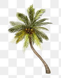Coconut tree png illustration sticker, transparent background