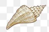 Conch  png illustration sticker, transparent background