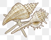 Sea shells png illustration sticker, transparent background