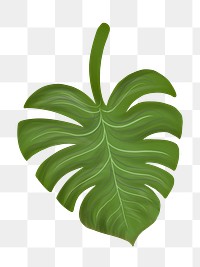 Monstera leaf png illustration sticker, transparent background