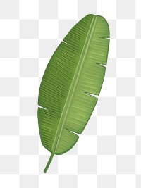 Banana leaf  png illustration sticker, transparent background