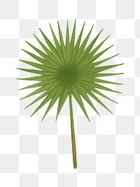 Fan palm leaf png illustration sticker, transparent background