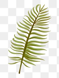 Aroca palm leaf png illustration sticker, transparent background