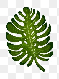 Tropical  Philodendron leaf png illustration sticker, transparent background