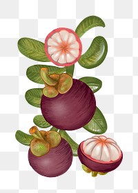 Mangosteens fruit png illustration sticker, transparent background