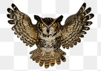 Owl bird png illustration sticker, transparent background