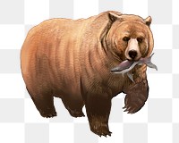 Grizzly bear  png illustration sticker, transparent background