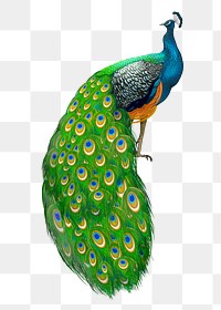 Peacock bird png illustration sticker, transparent background