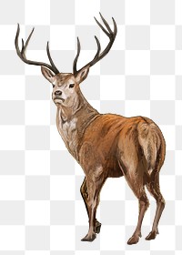 Deer animal png illustration sticker, transparent background