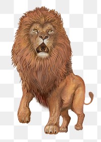 Lion animal png illustration sticker, transparent background