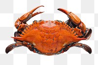 Crab png food sticker, transparent background