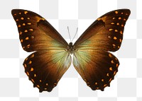 Butterfly png sticker, transparent background