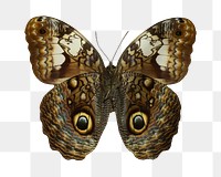 Brown butterfly png sticker, transparent background