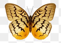 Butterfly png sticker, transparent background