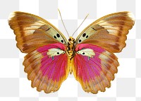 Butterfly png sticker, transparent background